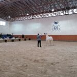 15.01.2022. Michałów. Zimowa Aukcja Koni Arabskich Czystej Krwi / Stadnina Koni Michałów