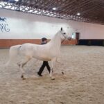 Europejskie i krajowe mistrzostwa koni arabskich w Michałowie