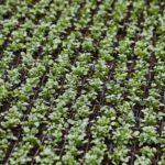 12.01.2022. Kielce. Rejonowe Przedsiębiorstwo Zieleni. Przygotowania do wiosennych nasadzeń roślin / Jarosław Kubalski / Radio Kielce