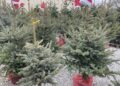 Kilkadziesiąt żywych drzewek zostanie ozdobionych na rynku w Daleszycach