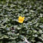 12.01.2022. Kielce. Rejonowe Przedsiębiorstwo Zieleni. Przygotowania do wiosennych nasadzeń roślin / Jarosław Kubalski / Radio Kielce