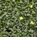 12.01.2022. Kielce. Rejonowe Przedsiębiorstwo Zieleni. Przygotowania do wiosennych nasadzeń roślin / Jarosław Kubalski / Radio Kielce