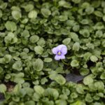 12.01.2022. Kielce. Rejonowe Przedsiębiorstwo Zieleni. Przygotowania do wiosennych nasadzeń roślin / Jarosław Kubalski / Radio Kielce