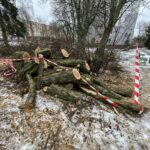 26.01.2022. Kielce. Wycinka drzew na kieleckim osiedlu KSM / Jarosław Kubalski / Radio Kielce