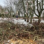 26.01.2022. Kielce. Wycinka drzew na kieleckim osiedlu KSM / Jarosław Kubalski / Radio Kielce