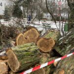 26.01.2022. Kielce. Wycinka drzew na kieleckim osiedlu KSM / Jarosław Kubalski / Radio Kielce