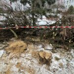 26.01.2022. Kielce. Wycinka drzew na kieleckim osiedlu KSM / Jarosław Kubalski / Radio Kielce