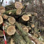 26.01.2022. Kielce. Wycinka drzew na kieleckim osiedlu KSM / Jarosław Kubalski / Radio Kielce