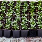 12.01.2022. Kielce. Rejonowe Przedsiębiorstwo Zieleni. Przygotowania do wiosennych nasadzeń roślin / Jarosław Kubalski / Radio Kielce