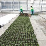 12.01.2022. Kielce. Rejonowe Przedsiębiorstwo Zieleni. Przygotowania do wiosennych nasadzeń roślin / Jarosław Kubalski / Radio Kielce