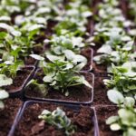 Seniorzy i młodzież będą sadzić kwiaty i krzewy