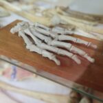 14.01.2022. Kielce. "Noc Biologów" na Uniwersytecie Jana Kochanowskiego / Wiktor Taszłow / RadioKielce