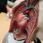 14.01.2022. Kielce. "Noc Biologów" na Uniwersytecie Jana Kochanowskiego / Wiktor Taszłow / RadioKielce