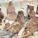 29.01.2022 Targi Kielce. Wystawa gołębi rasowych / Jarosław Kubalski / Radio Kielce