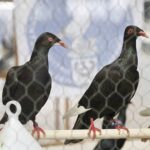 29.01.2022 Targi Kielce. Wystawa gołębi rasowych / Jarosław Kubalski / Radio Kielce