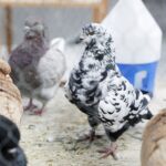 29.01.2022 Targi Kielce. Wystawa gołębi rasowych / Jarosław Kubalski / Radio Kielce