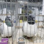 29.01.2022 Targi Kielce. Wystawa gołębi rasowych / Jarosław Kubalski / Radio Kielce