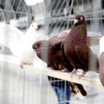 29.01.2022 Targi Kielce. Wystawa gołębi rasowych / Jarosław Kubalski / Radio Kielce