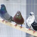 29.01.2022 Targi Kielce. Wystawa gołębi rasowych / Jarosław Kubalski / Radio Kielce