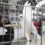 29.01.2022 Targi Kielce. Wystawa gołębi rasowych / Jarosław Kubalski / Radio Kielce