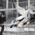 29.01.2022 Targi Kielce. Wystawa gołębi rasowych / Jarosław Kubalski / Radio Kielce