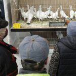 29.01.2022 Targi Kielce. Wystawa gołębi rasowych / Jarosław Kubalski / Radio Kielce