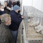 29.01.2022 Targi Kielce. Wystawa gołębi rasowych / Jarosław Kubalski / Radio Kielce