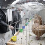 29.01.2022 Targi Kielce. Wystawa gołębi rasowych / Jarosław Kubalski / Radio Kielce