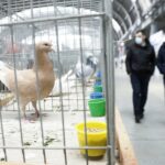 29.01.2022 Targi Kielce. Wystawa gołębi rasowych / Jarosław Kubalski / Radio Kielce