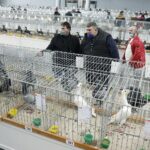 29.01.2022 Targi Kielce. Wystawa gołębi rasowych / Jarosław Kubalski / Radio Kielce