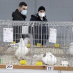 29.01.2022 Targi Kielce. Wystawa gołębi rasowych / Jarosław Kubalski / Radio Kielce