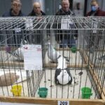 29.01.2022 Targi Kielce. Wystawa gołębi rasowych / Jarosław Kubalski / Radio Kielce