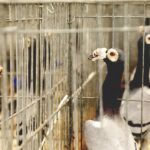 29.01.2022 Targi Kielce. Wystawa gołębi rasowych / Jarosław Kubalski / Radio Kielce