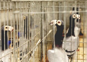 29.01.2022 Targi Kielce. Wystawa gołębi rasowych / Jarosław Kubalski / Radio Kielce