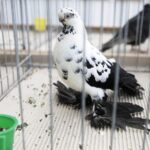 29.01.2022 Targi Kielce. Wystawa gołębi rasowych / Jarosław Kubalski / Radio Kielce