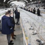 29.01.2022 Targi Kielce. Wystawa gołębi rasowych / Jarosław Kubalski / Radio Kielce