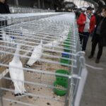 29.01.2022 Targi Kielce. Wystawa gołębi rasowych / Jarosław Kubalski / Radio Kielce