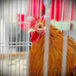 30.01.2022. Kielce. Targi Kielce. Krajowa Wystawa Gołębi Rasowych i Drobnego Inwentarza / Jarosław Kubalski / Radio Kielce