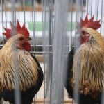 30.01.2022. Kielce. Targi Kielce. Krajowa Wystawa Gołębi Rasowych i Drobnego Inwentarza / Jarosław Kubalski / Radio Kielce