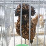 30.01.2022. Kielce. Targi Kielce. Krajowa Wystawa Gołębi Rasowych i Drobnego Inwentarza / Jarosław Kubalski / Radio Kielce