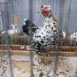 30.01.2022. Kielce. Targi Kielce. Krajowa Wystawa Gołębi Rasowych i Drobnego Inwentarza / Jarosław Kubalski / Radio Kielce