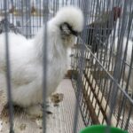 30.01.2022. Kielce. Targi Kielce. Krajowa Wystawa Gołębi Rasowych i Drobnego Inwentarza / Jarosław Kubalski / Radio Kielce