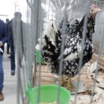 30.01.2022. Kielce. Targi Kielce. Krajowa Wystawa Gołębi Rasowych i Drobnego Inwentarza / Jarosław Kubalski / Radio Kielce