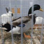 30.01.2022. Kielce. Targi Kielce. Krajowa Wystawa Gołębi Rasowych i Drobnego Inwentarza / Jarosław Kubalski / Radio Kielce