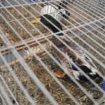 30.01.2022. Kielce. Targi Kielce. Krajowa Wystawa Gołębi Rasowych i Drobnego Inwentarza / Jarosław Kubalski / Radio Kielce