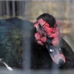 30.01.2022. Kielce. Targi Kielce. Krajowa Wystawa Gołębi Rasowych i Drobnego Inwentarza / Jarosław Kubalski / Radio Kielce