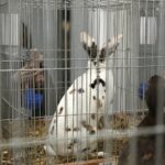 30.01.2022. Kielce. Targi Kielce. Krajowa Wystawa Gołębi Rasowych i Drobnego Inwentarza / Jarosław Kubalski / Radio Kielce