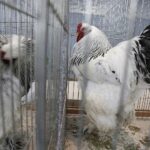 30.01.2022. Kielce. Targi Kielce. Krajowa Wystawa Gołębi Rasowych i Drobnego Inwentarza / Jarosław Kubalski / Radio Kielce