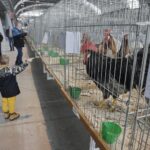 30.01.2022. Kielce. Targi Kielce. Krajowa Wystawa Gołębi Rasowych i Drobnego Inwentarza / Jarosław Kubalski / Radio Kielce