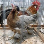 30.01.2022. Kielce. Targi Kielce. Krajowa Wystawa Gołębi Rasowych i Drobnego Inwentarza / Jarosław Kubalski / Radio Kielce